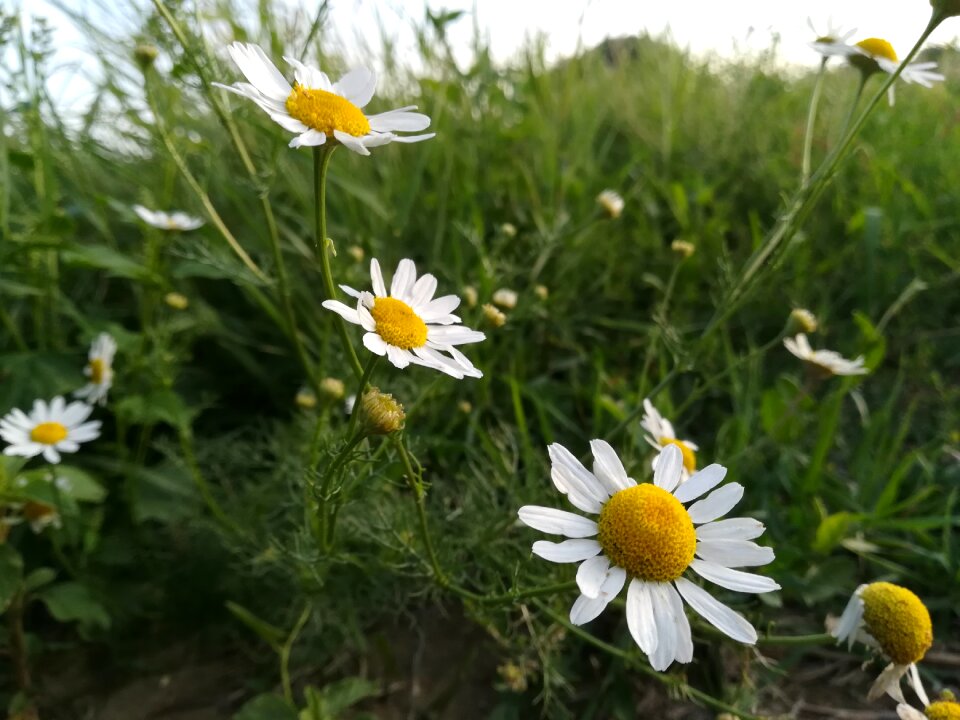 Nature meadow margerite summer