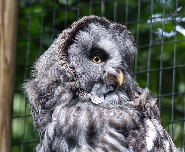 Nature bird of prey animal world photo