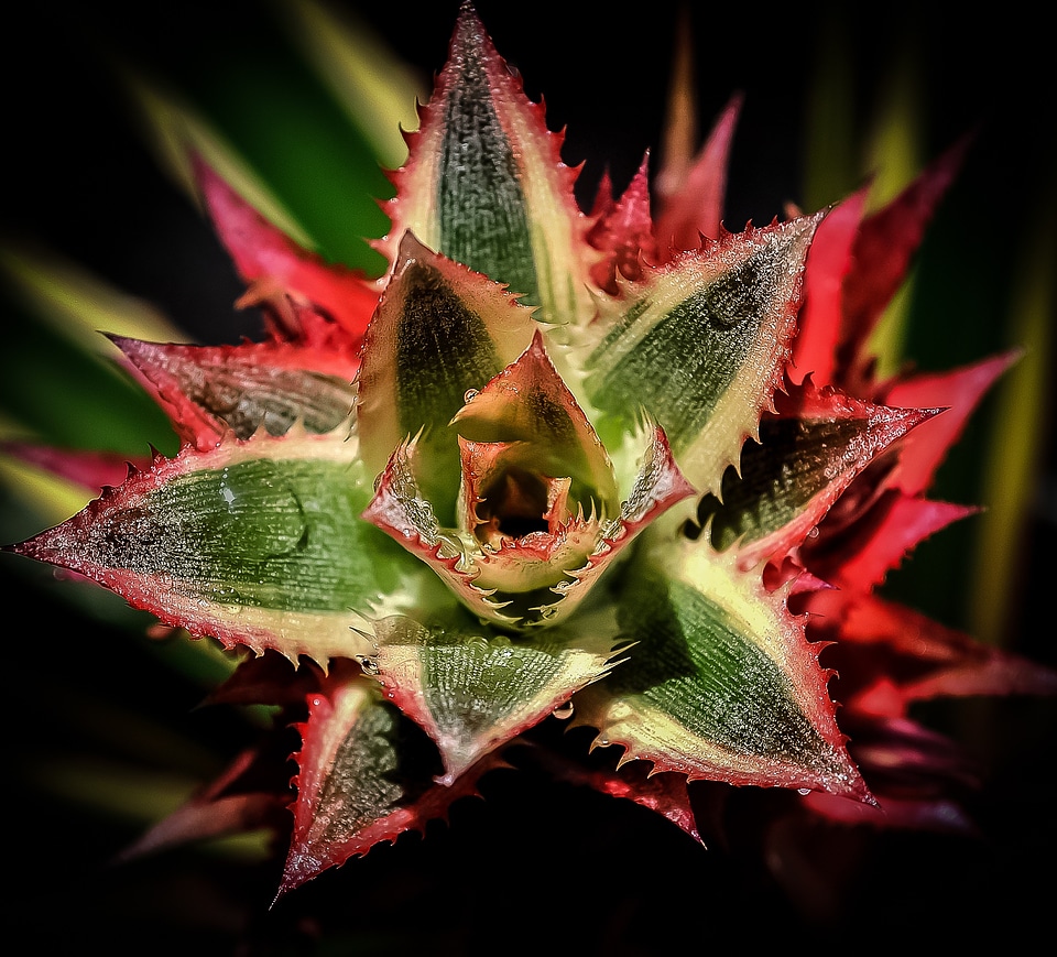 Design plant leaf
