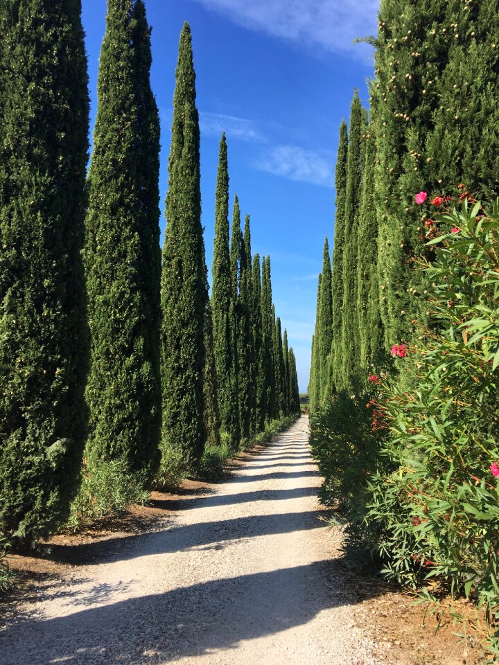 Tuscany cypress alley