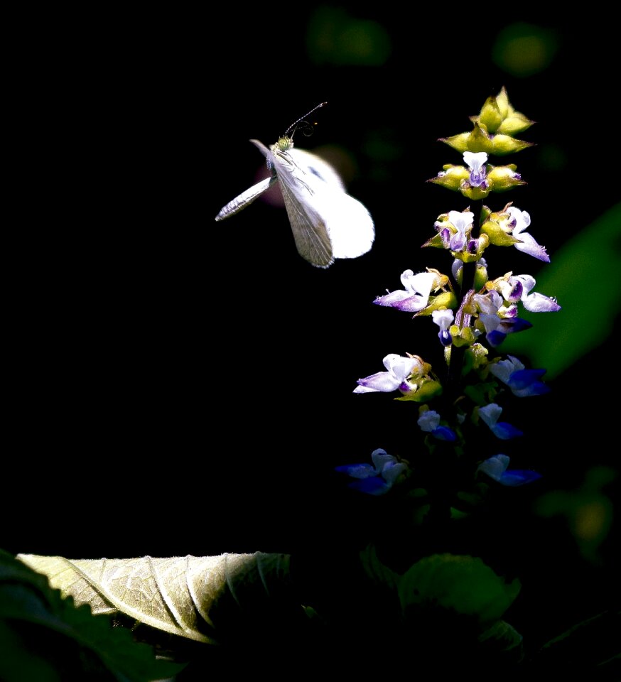 Butterfly flower edelfalter