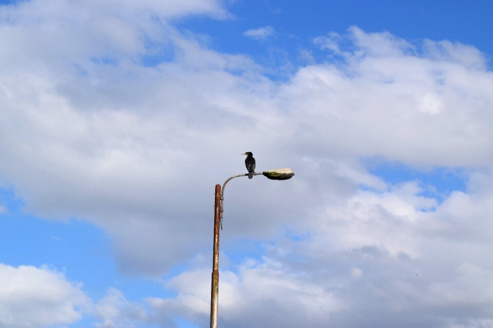 Bird flight solitude photo