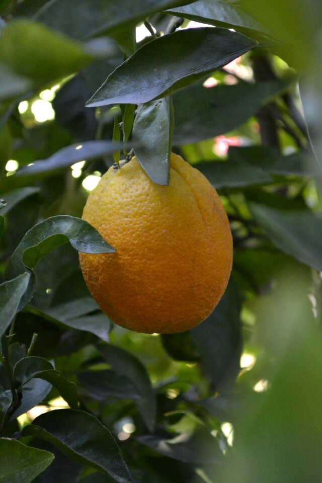 Plants fruit trees orange