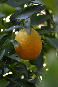 Plants fruit trees orange