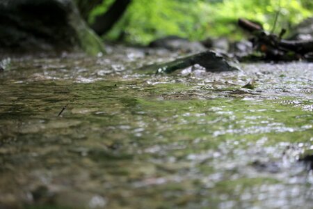 Water woods torrent photo