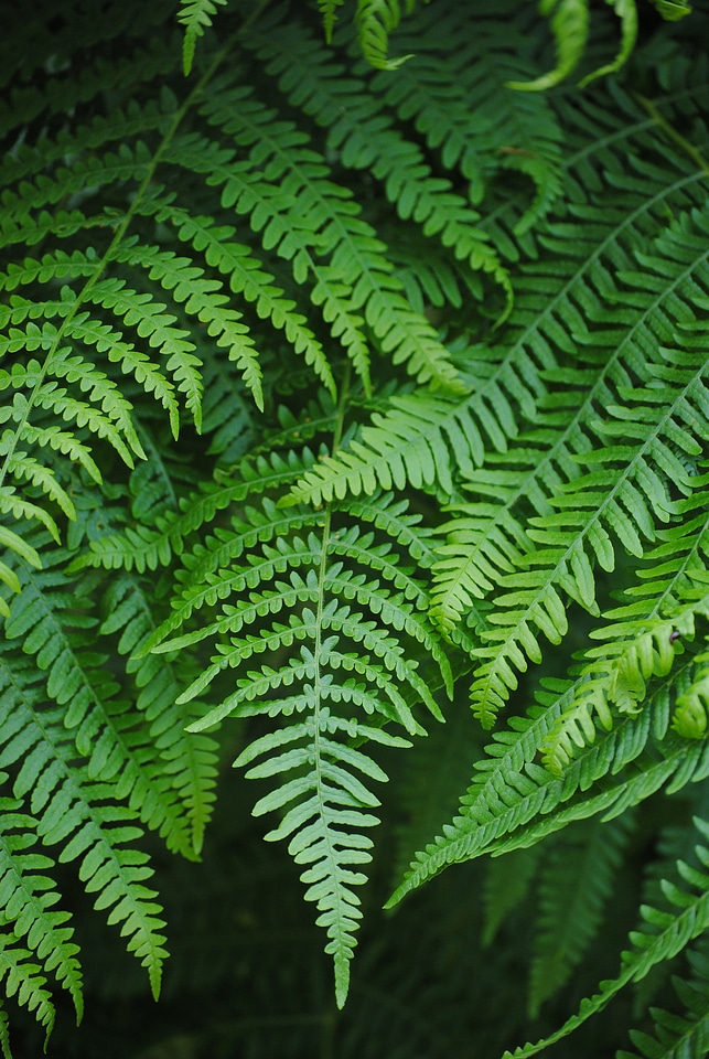 Green plant forest