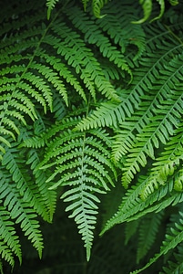 Green plant forest
