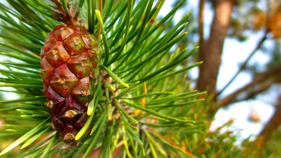 Pine green greens photo