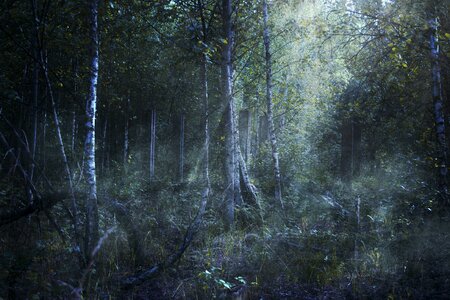 Trees romantic moon photo