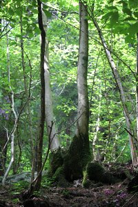 Moss nature woods photo