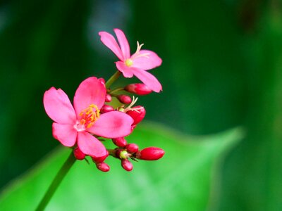 Leaf garden petal photo