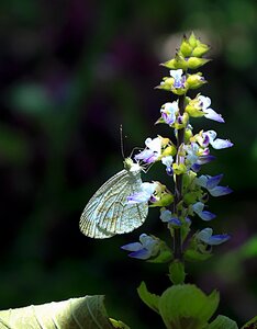 Butterfly flower edelfalter photo