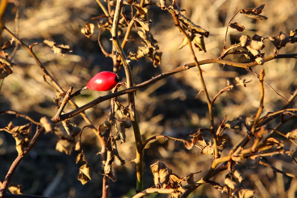 Rose hip dry autumn