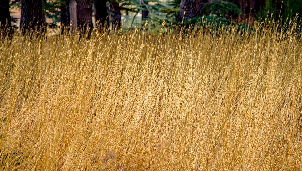 Grassy grassland meadow photo