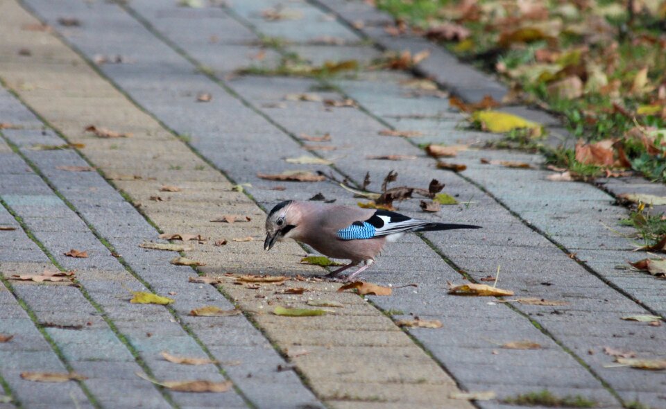 Garrulus glandarius wild feathered race photo