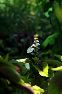 Butterfly flower edelfalter photo