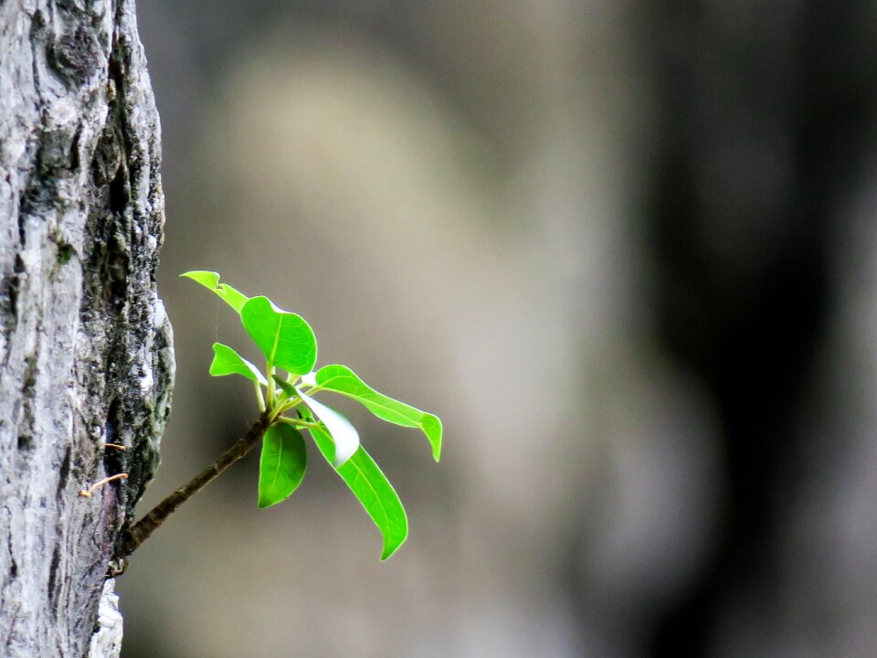 Plant natural leaf