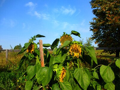 Ready sunflower seeds flower photo