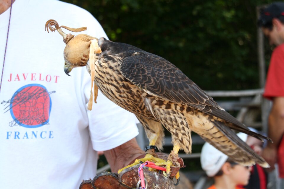 Wild sparrowhawk raptor