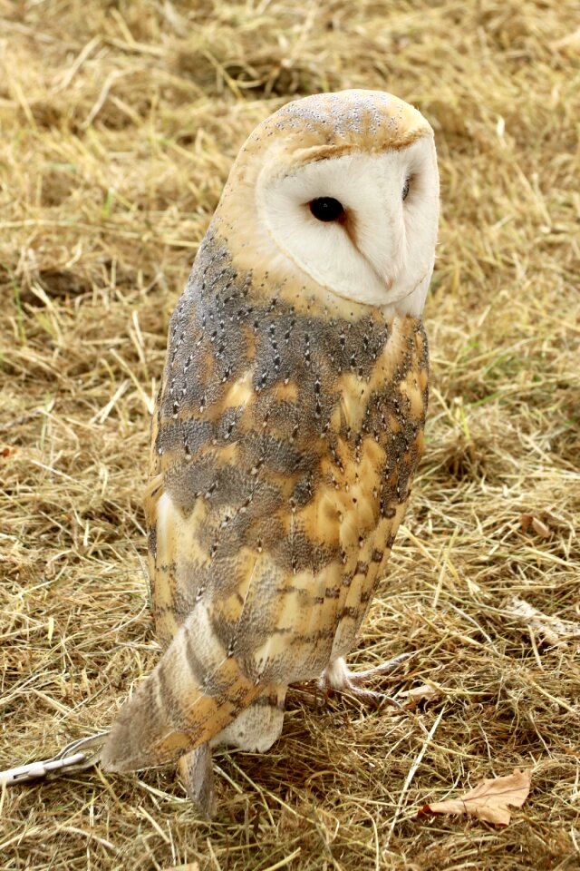 Bird brown owl