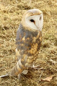 Bird brown owl photo