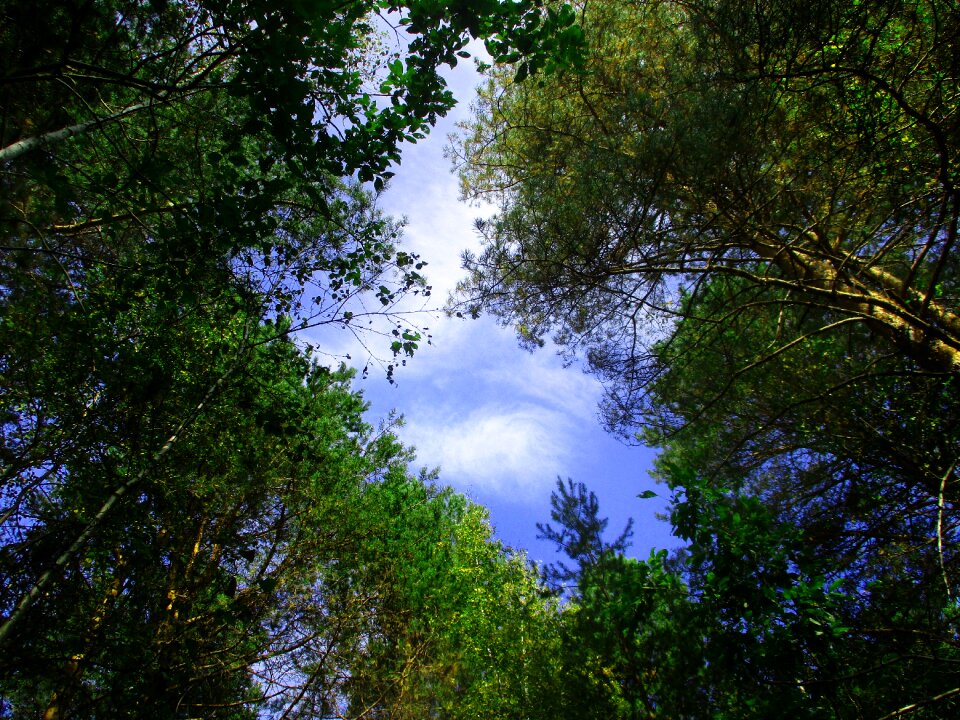 Window foliage stroll