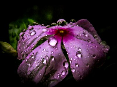 Monsoon garden pink photo
