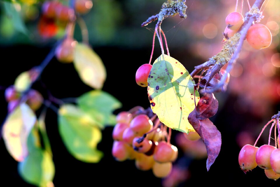 Color close up flower garden