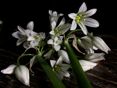 Flower plant flowering