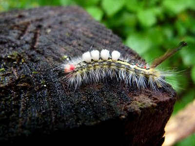 Caterpillar orgyia leucostigma photo