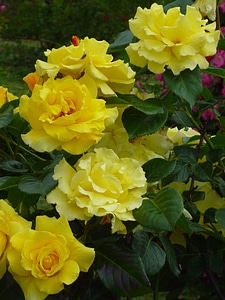 Lemon yellow nature summer flower photo