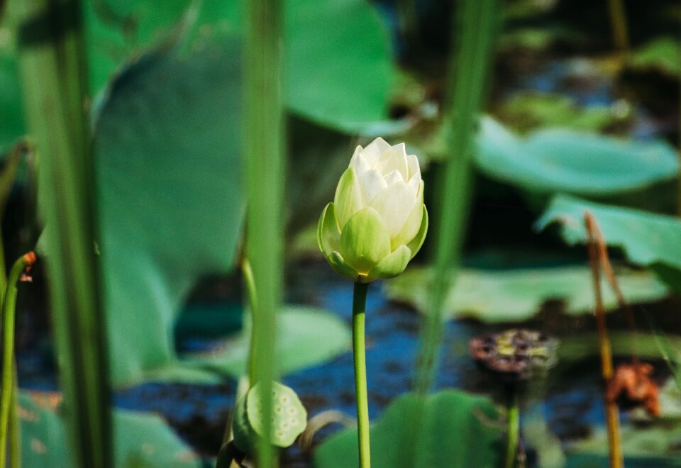 Nature plant garden
