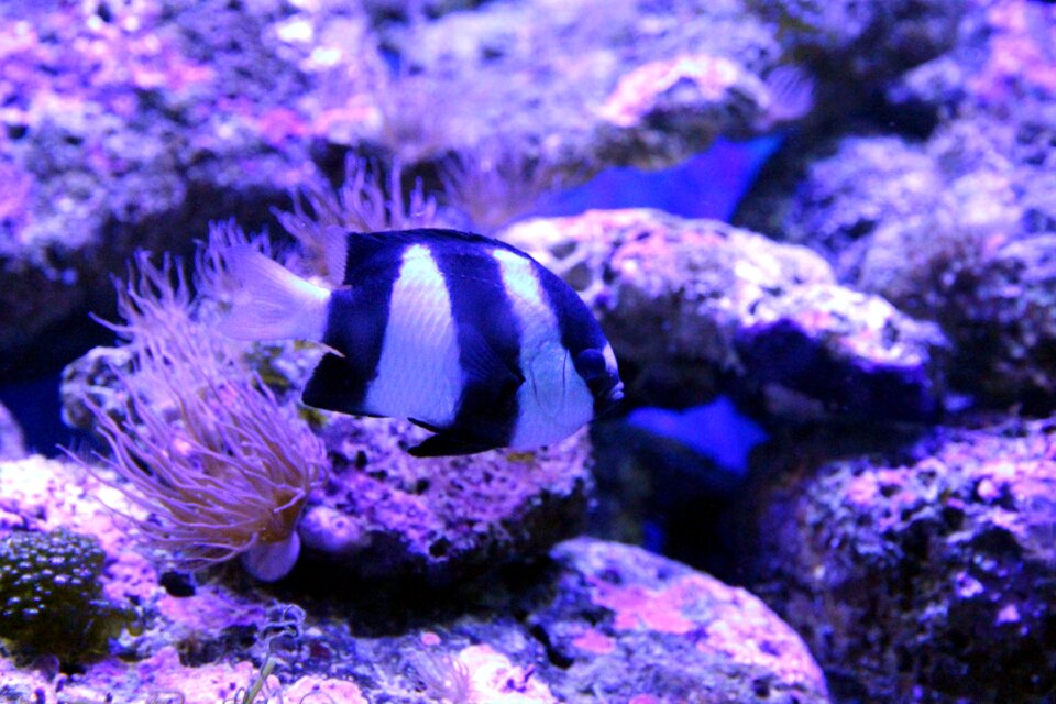 Fish animal underwater