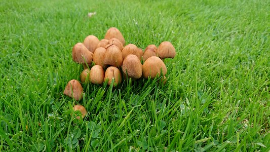 Fungi fungus