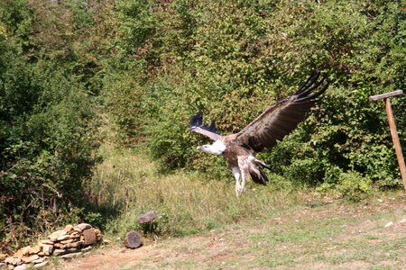 Wild sparrowhawk raptor