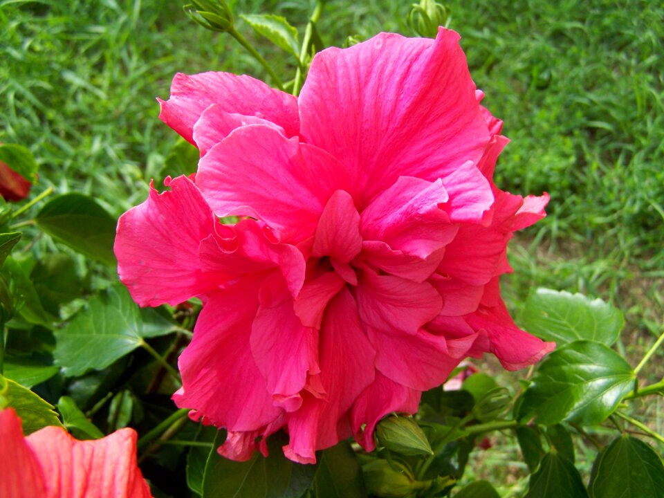 Hollyhock hibiscus exotic