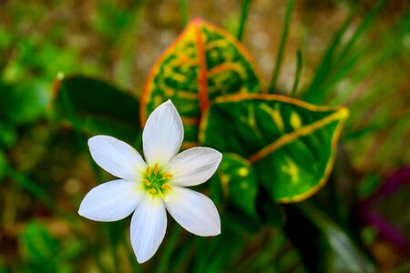 White yellow green