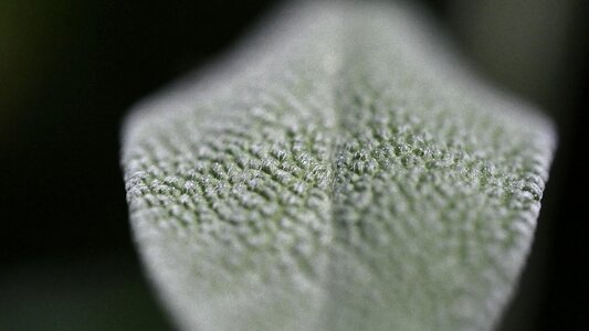 Macro leaf structure green