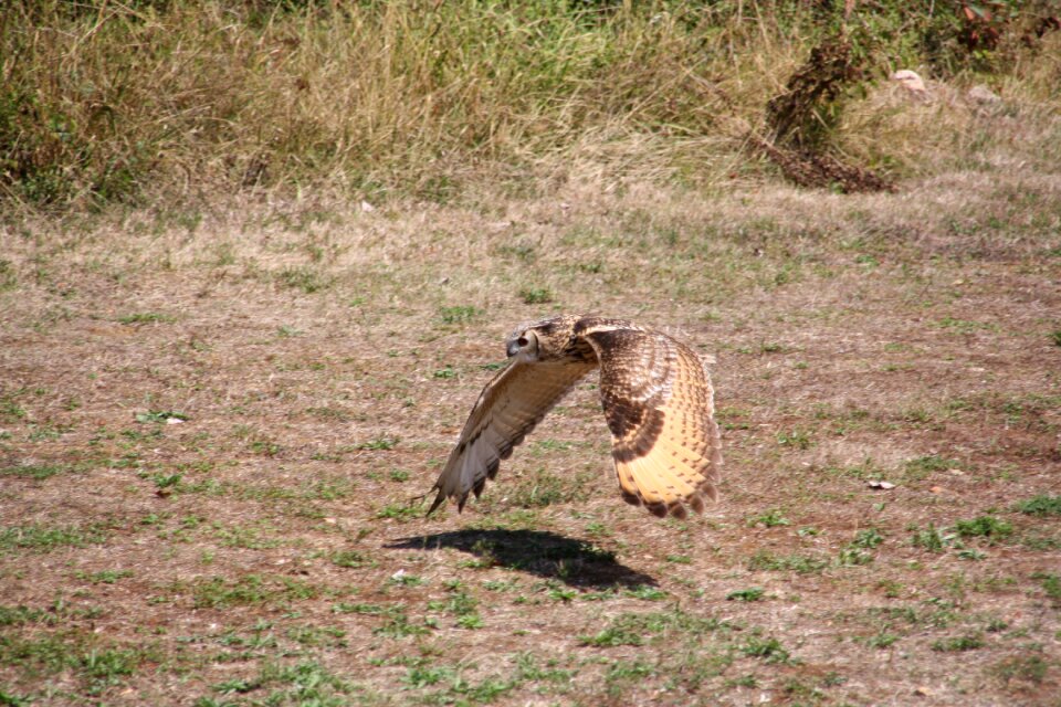 Wild sparrowhawk raptor