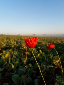 Mood poppy flower