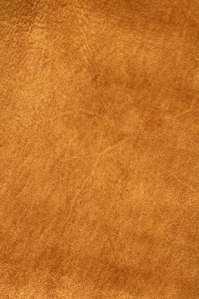 Tan animal livestock
