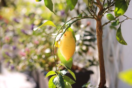 Summer lemon tree photo