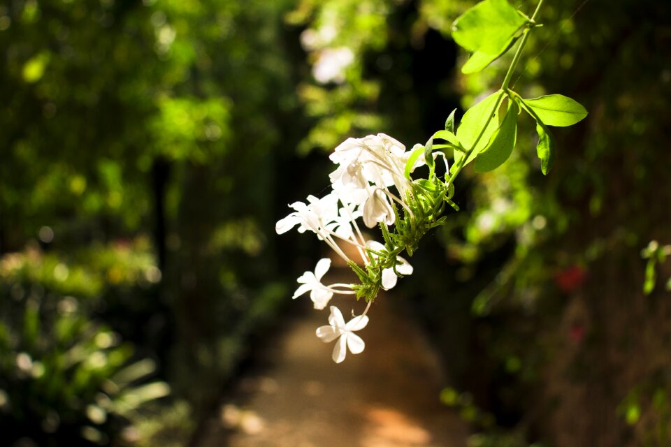 Spain garden duenas