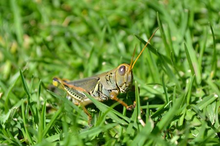 Grasshopper chapulin insect