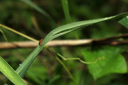 Beetle green leaf neck