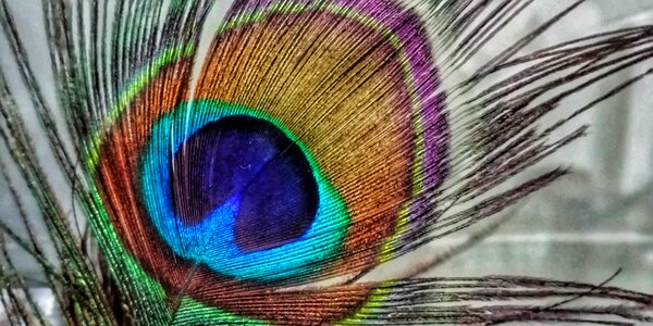 Peacock feather