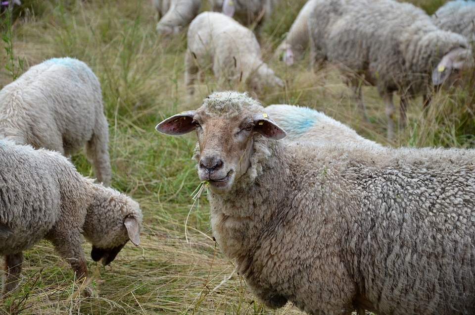 Grass wool sheep's wool