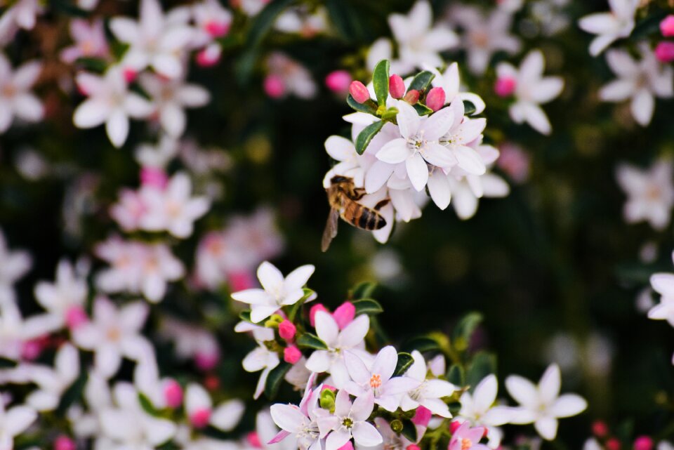 Pollen fauna pink