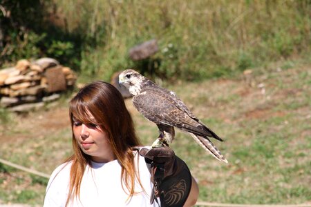 Wild sparrowhawk raptor