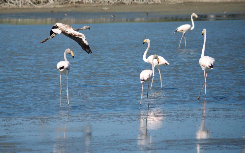 Birds flight pond